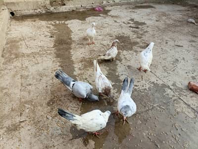 Hens and Peagon