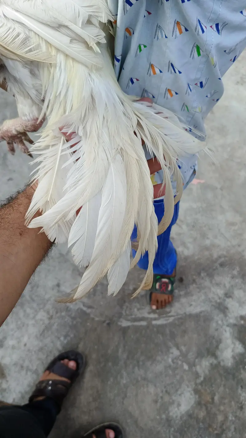 Aseel — photo 9