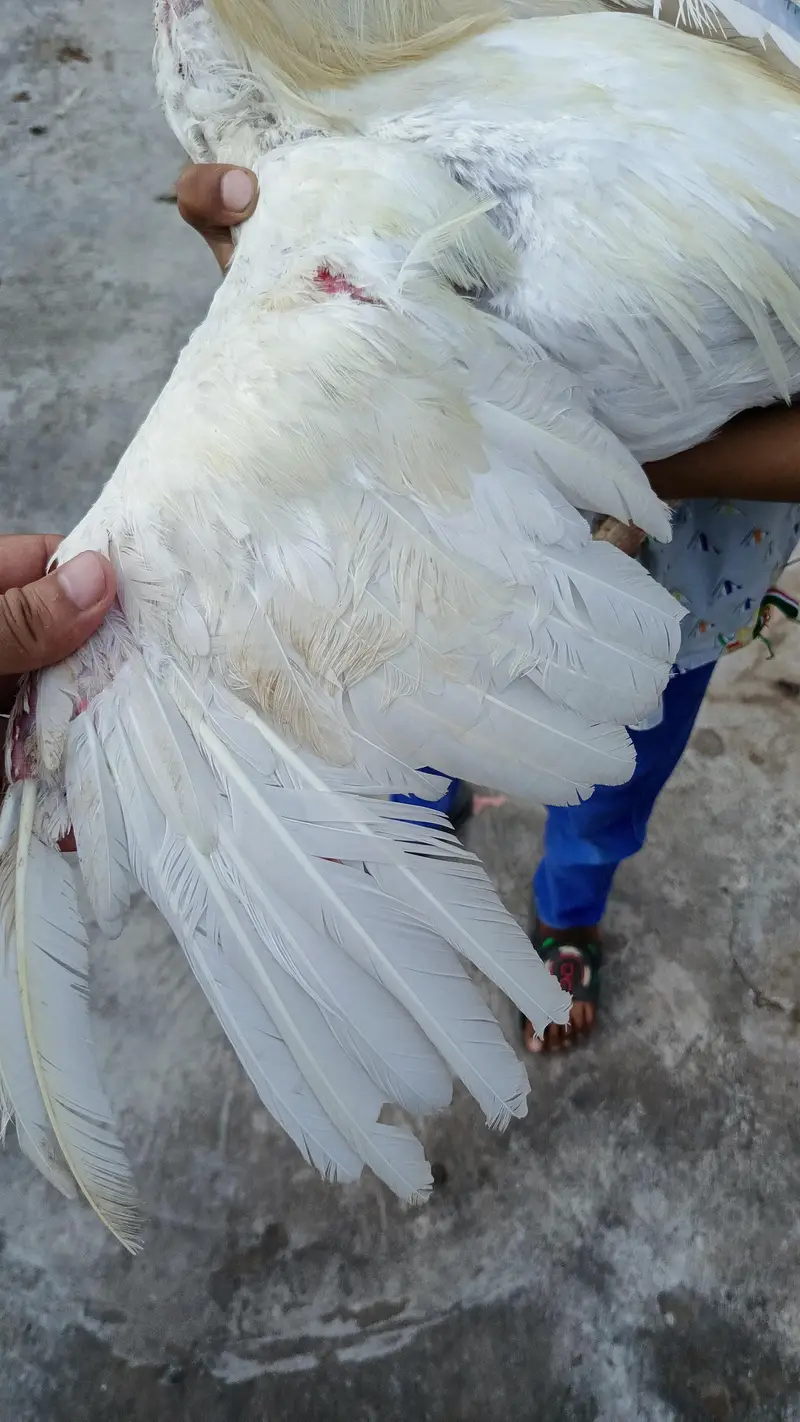 Aseel — photo 11