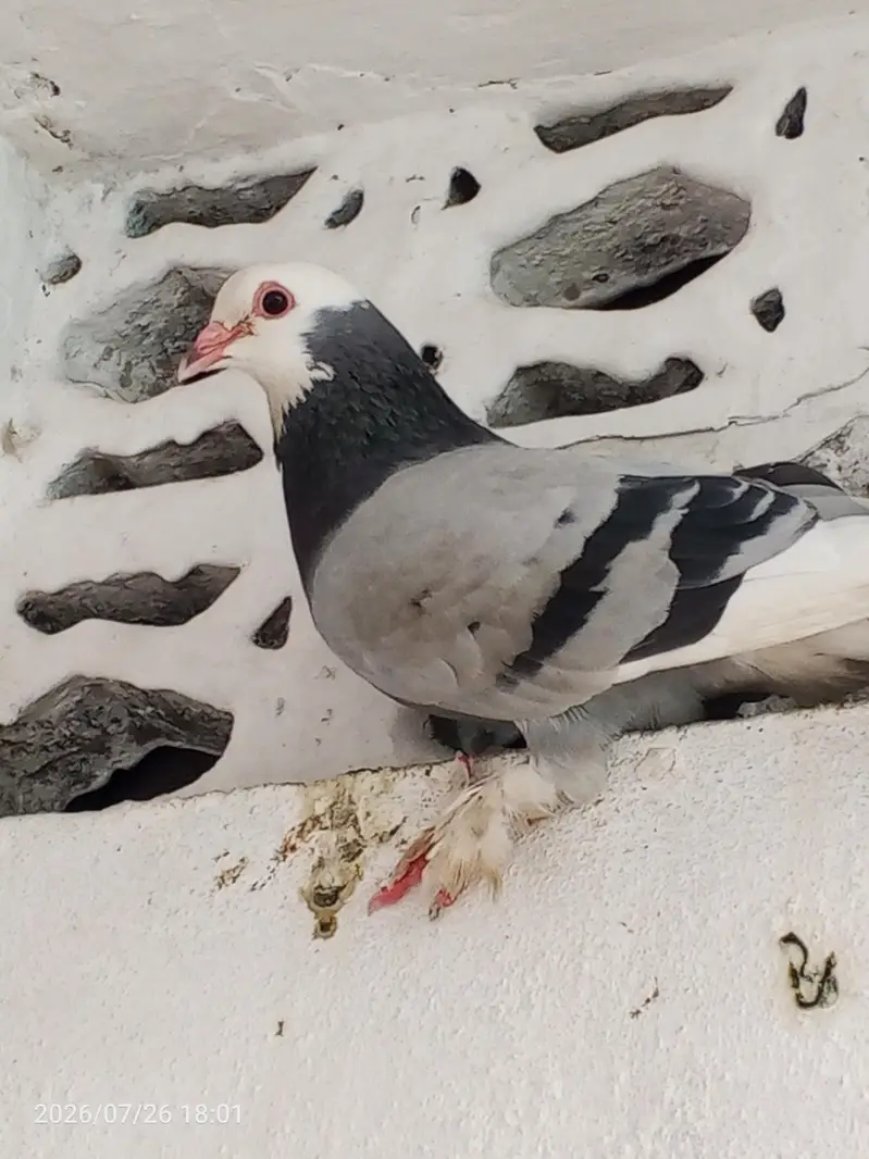pegion  for sell — photo 2