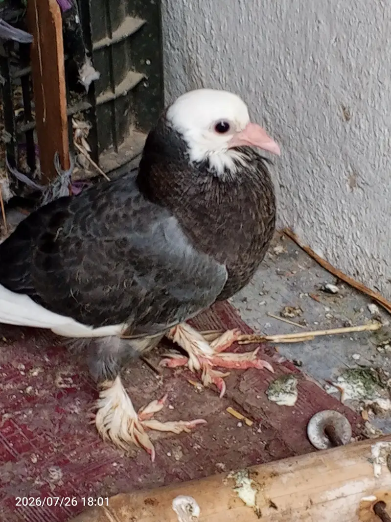 pegion  for sell — photo 4