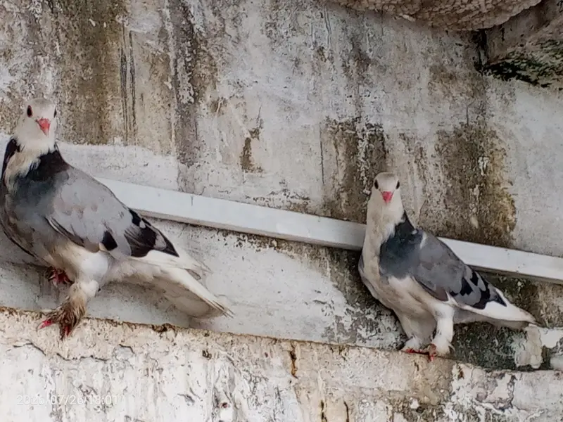pegion  for sell — photo 5