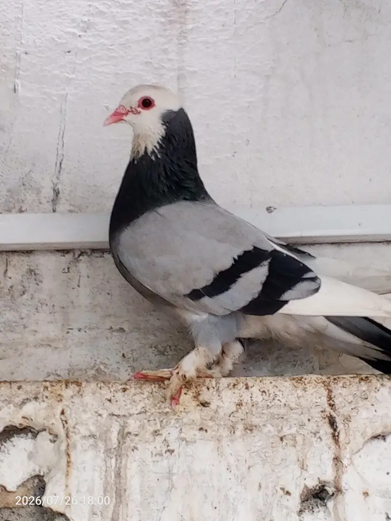 pegion  for sell — photo 6