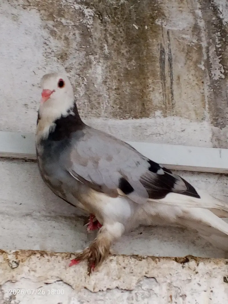 pegion  for sell — photo 7