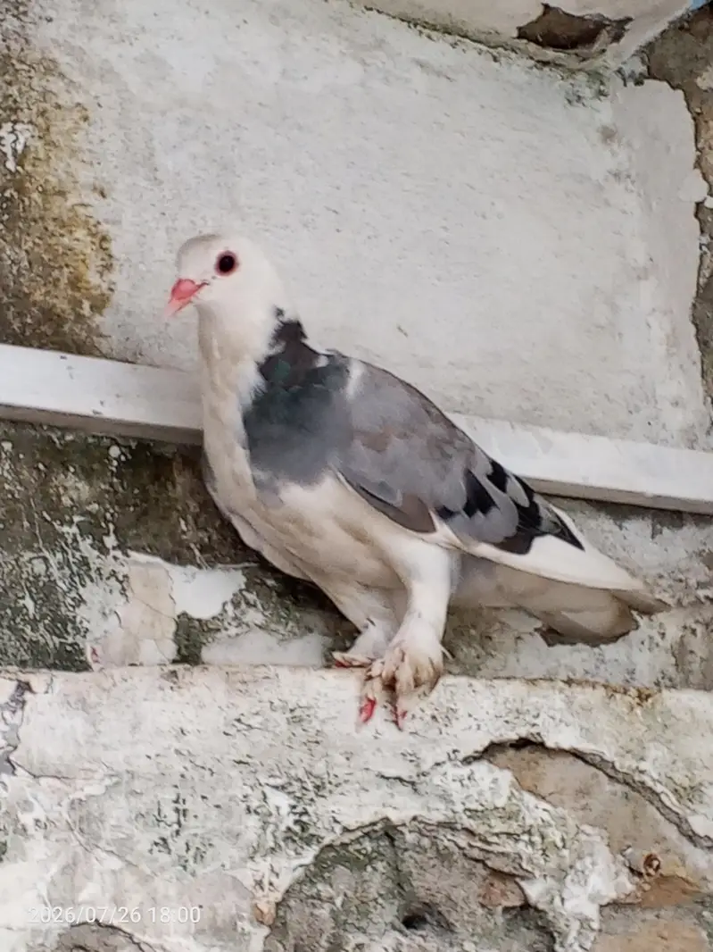 pegion  for sell — photo 8