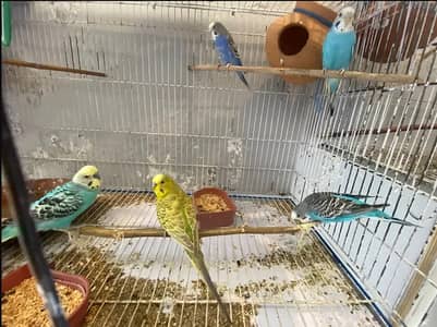 Budgies + Cage - Full Setup for Sale