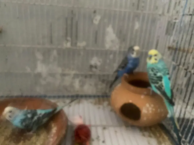 Budgies + Cage - Full Setup for Sale — photo 2