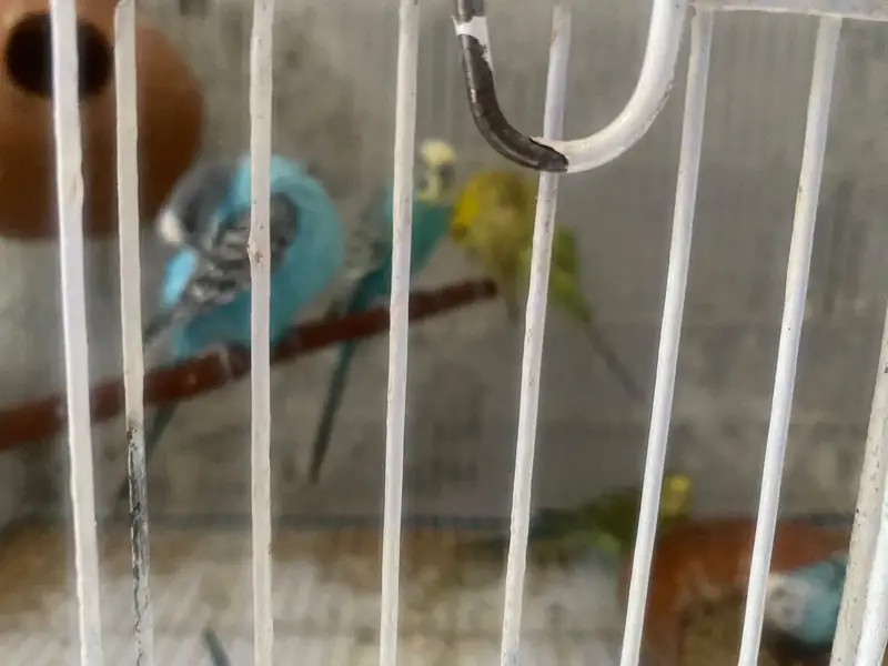 Budgies + Cage - Full Setup for Sale — photo 3