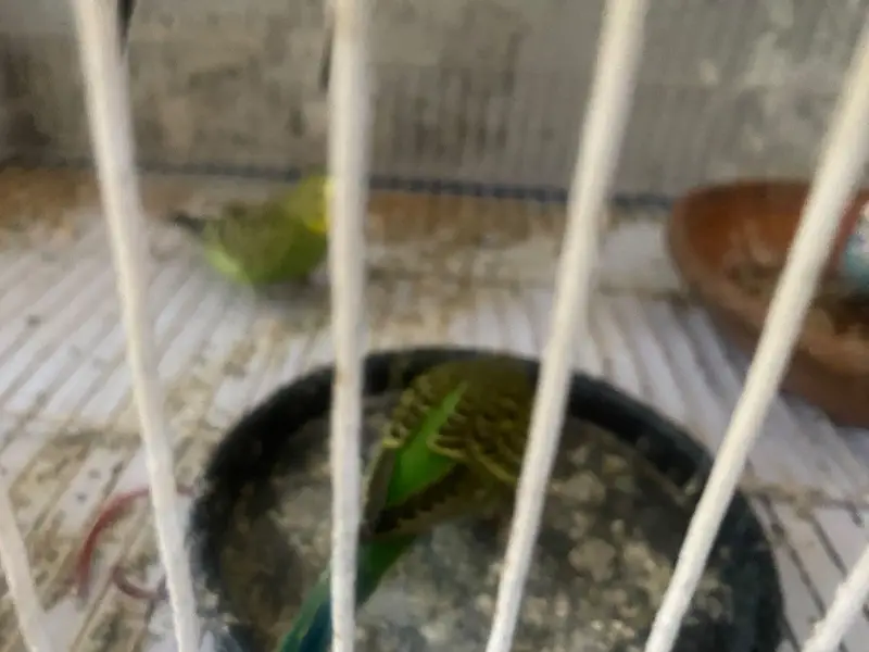 Budgies + Cage - Full Setup for Sale — photo 4