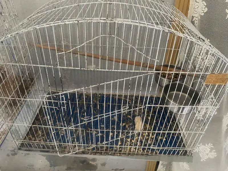 Budgies + Cage - Full Setup for Sale — photo 5