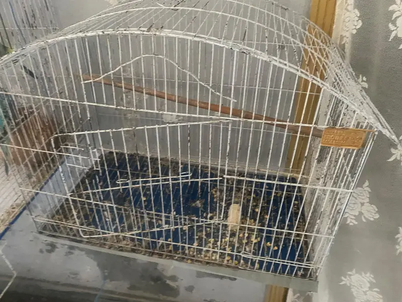 Budgies + Cage - Full Setup for Sale — photo 6