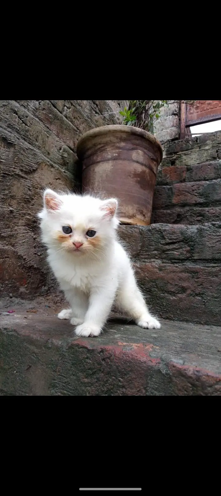 Persian kittens — photo 2