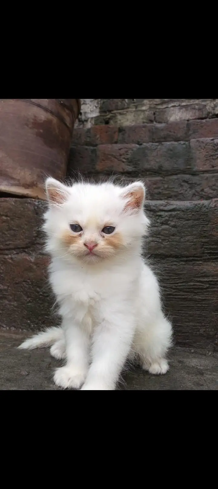 Persian kittens — photo 3
