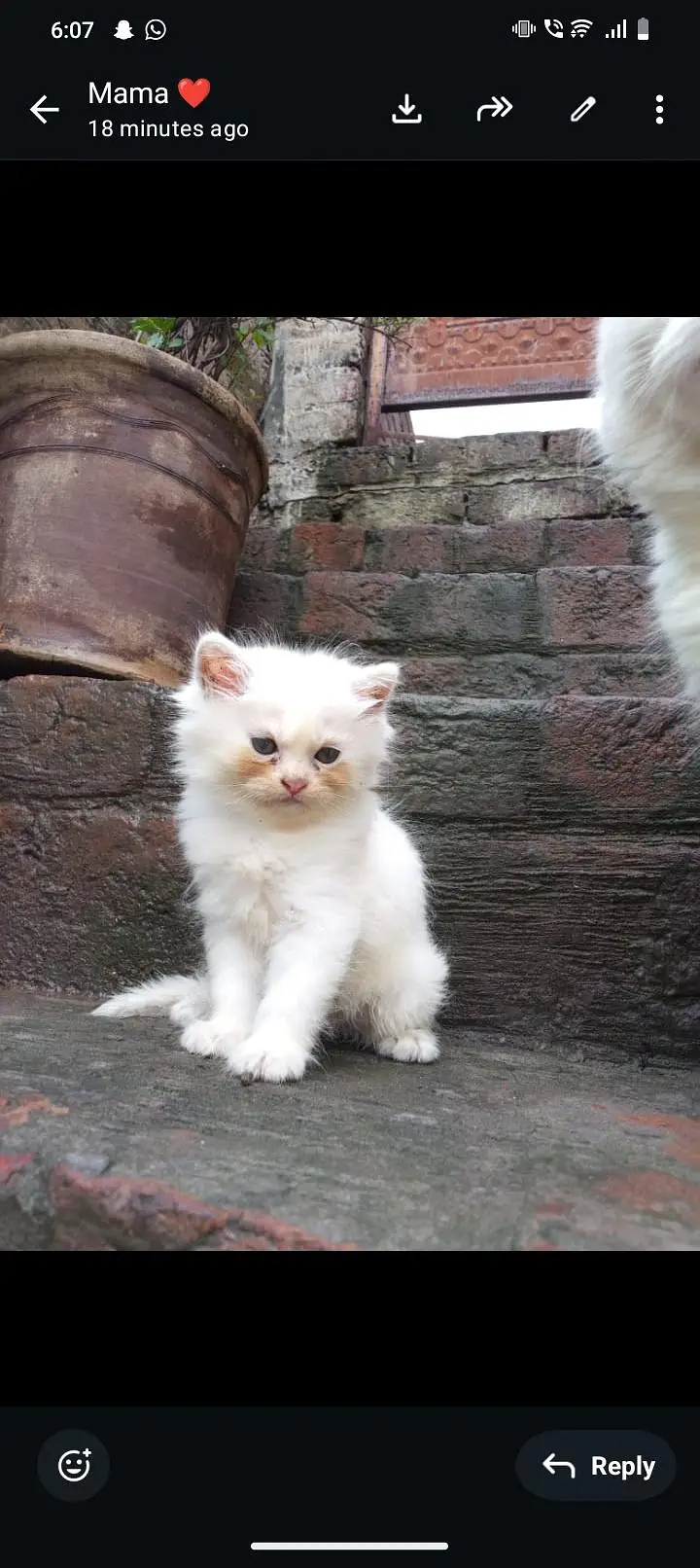 Persian kittens — photo 4