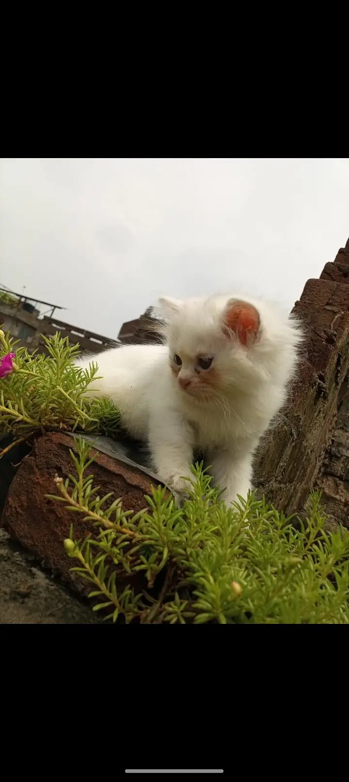 Persian kittens — photo 5