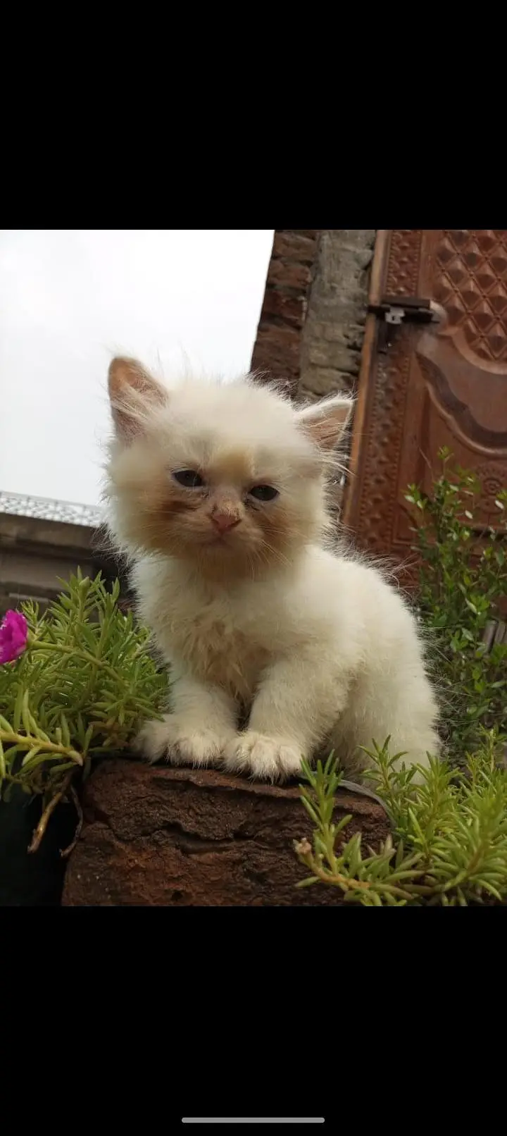 Persian kittens — photo 6
