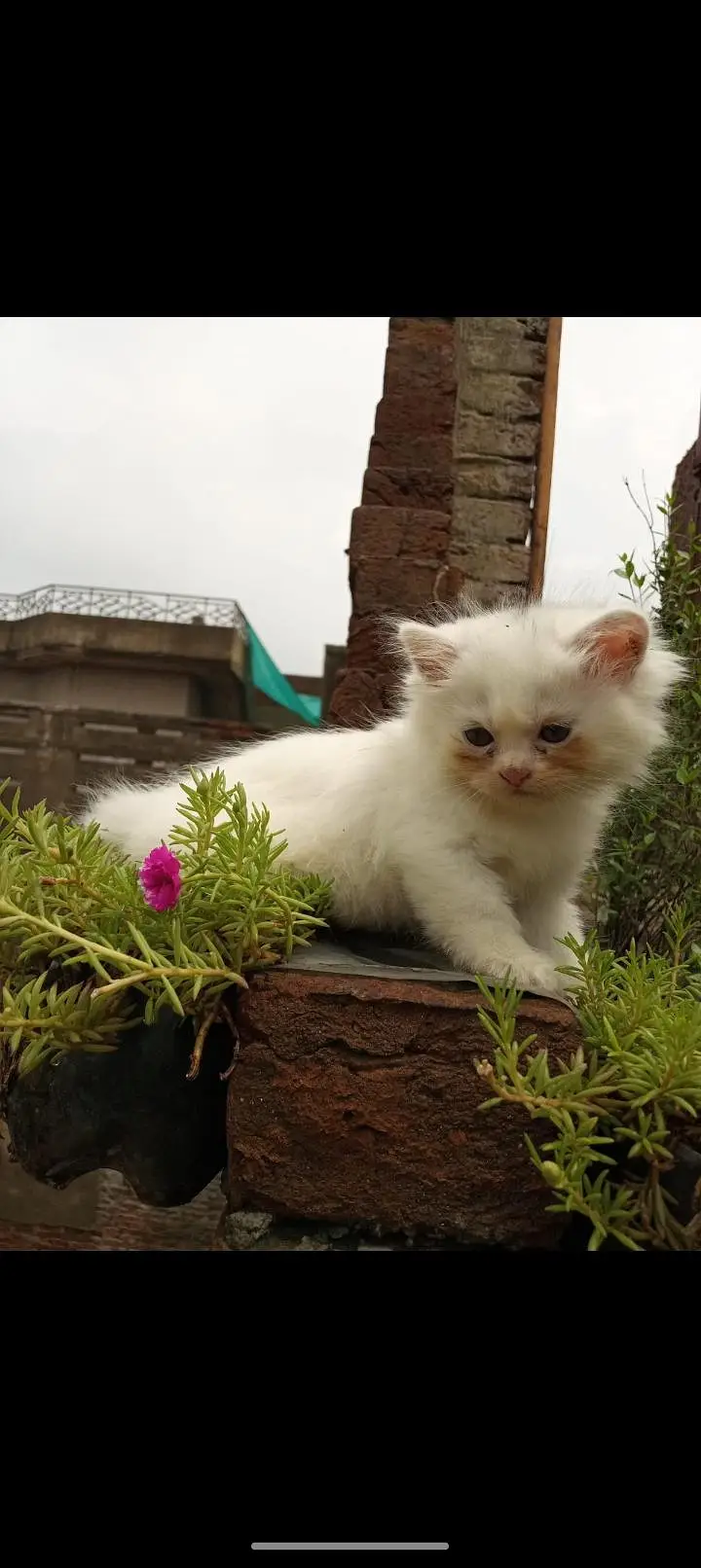 Persian kittens — photo 7
