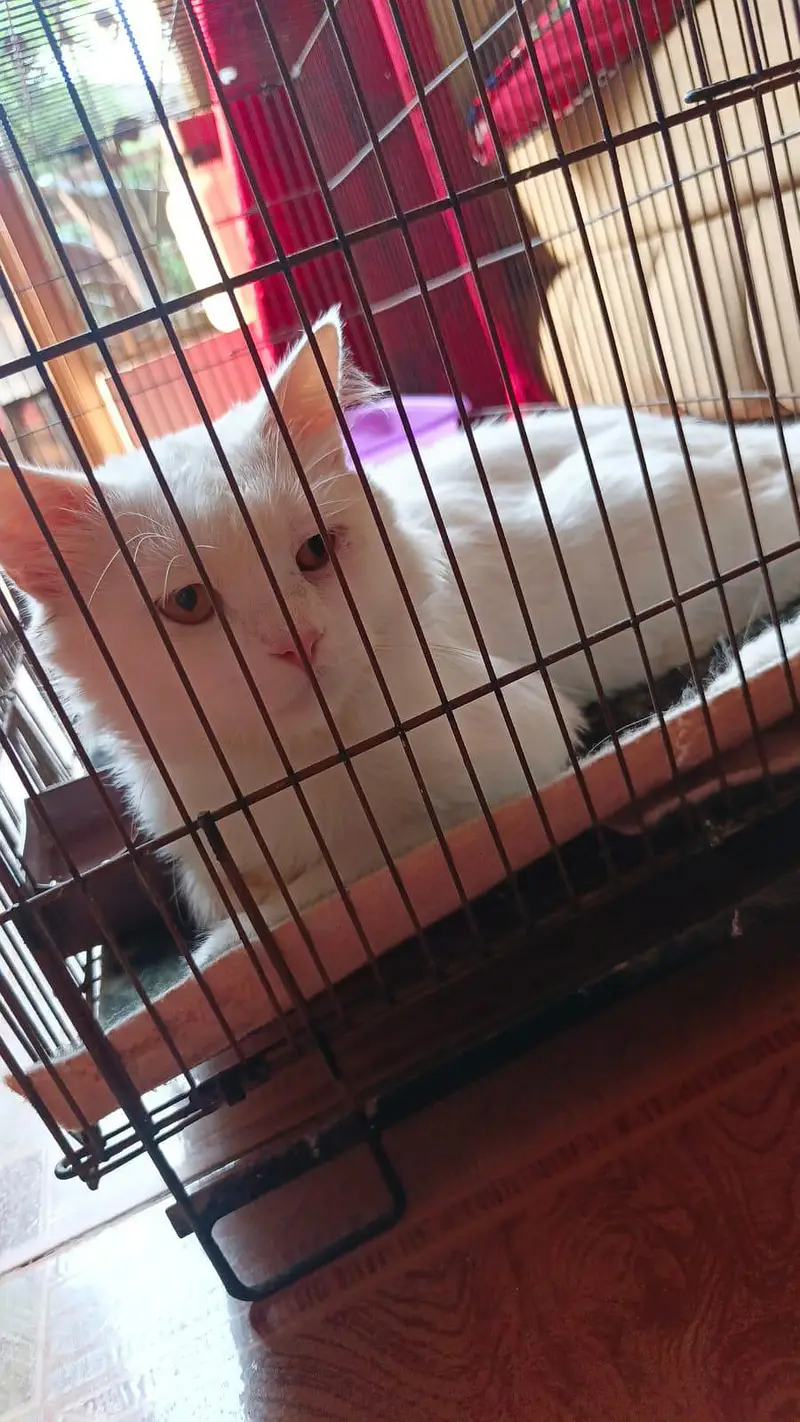 Male cat — photo 2