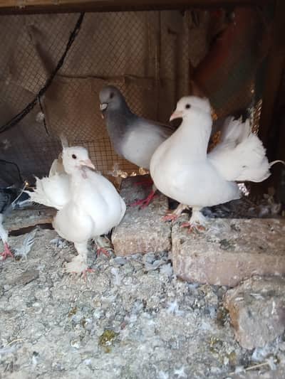 laky kabotar