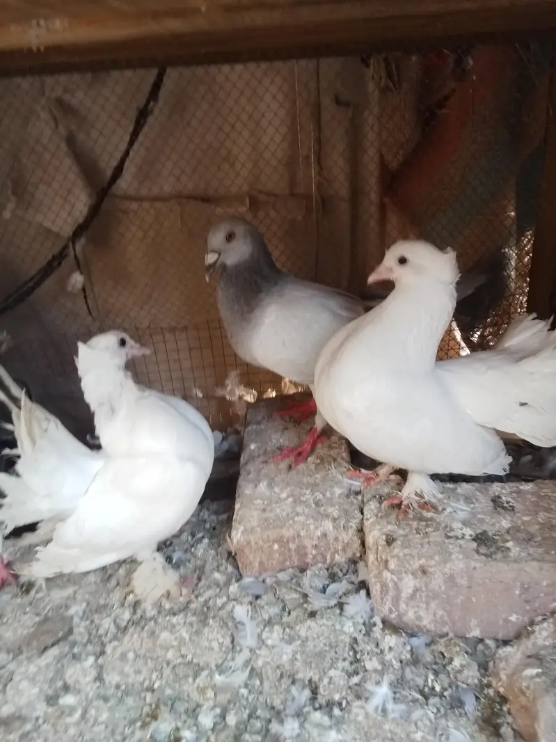 laky kabotar — photo 2