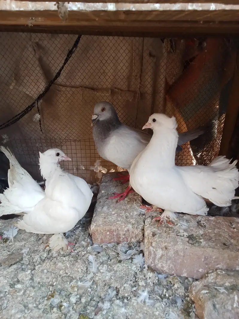 laky kabotar — photo 3