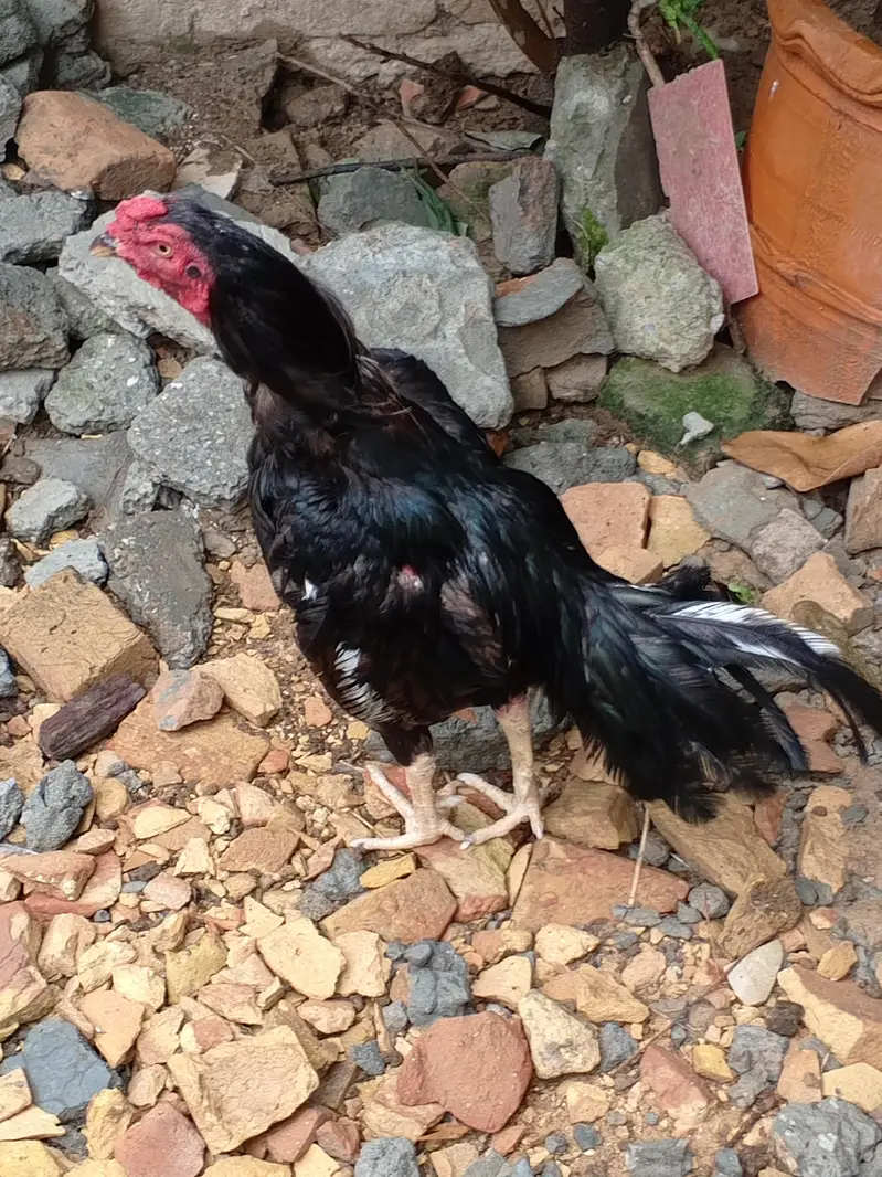 Mushka Lasani Aseel for sale — photo 2
