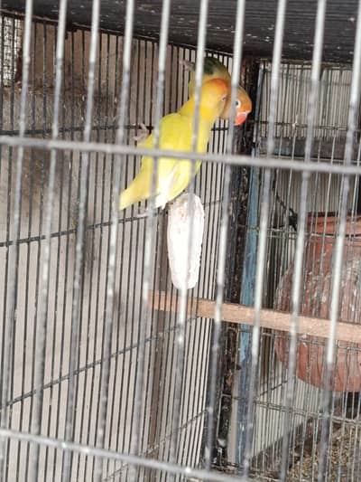 Complete birds and parrots setup for sale with accessories and cage