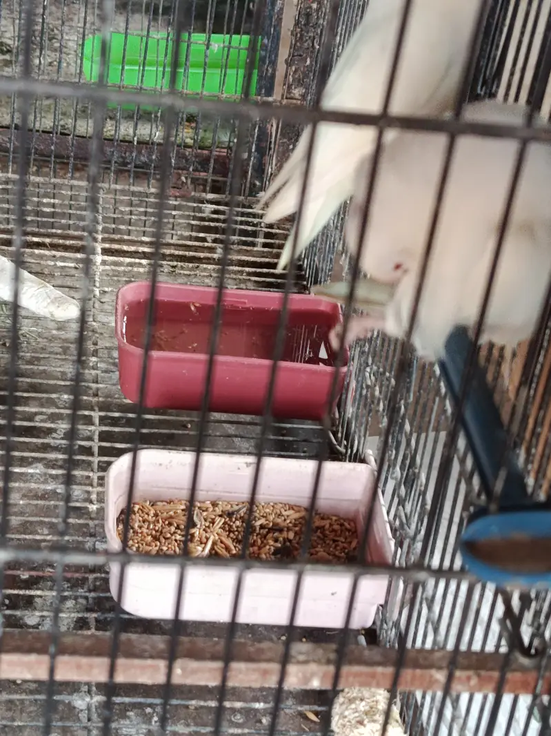 Complete birds and parrots setup for sale with accessories and cage — photo 2