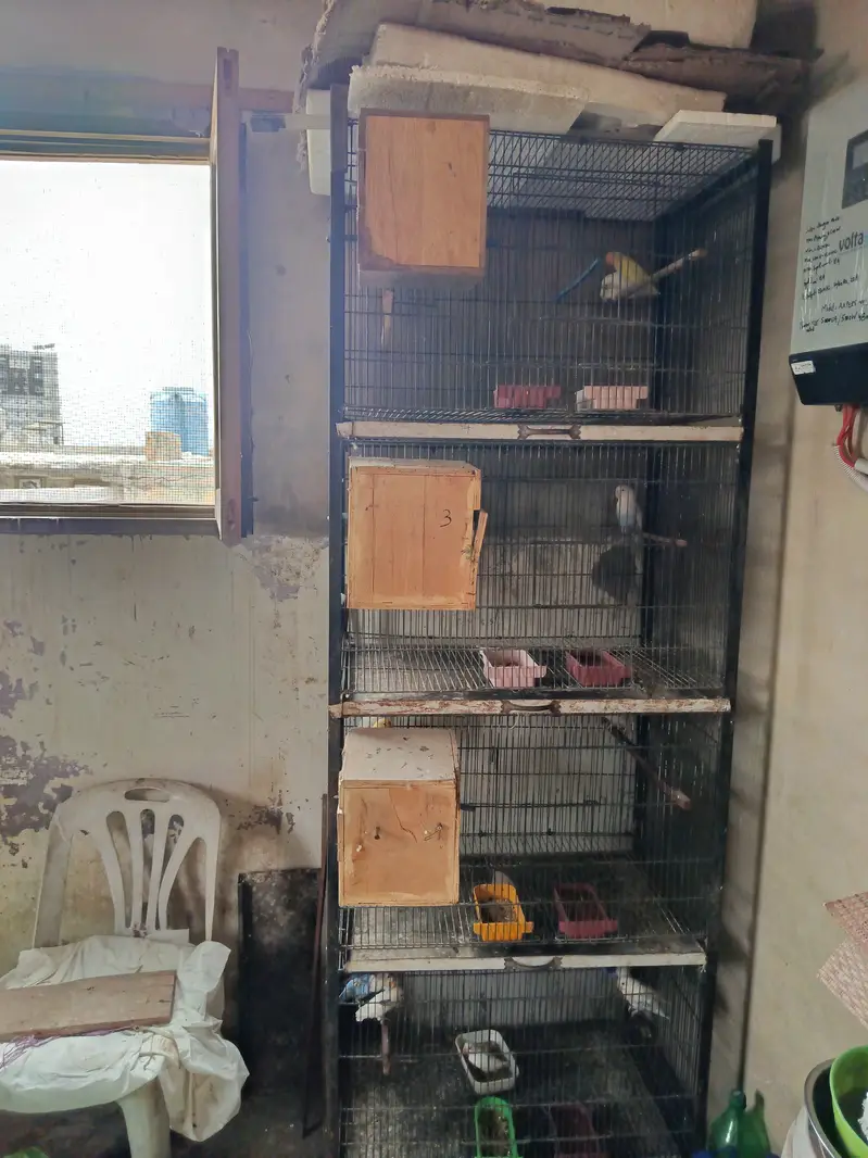 Complete birds and parrots setup for sale with accessories and cage — photo 3
