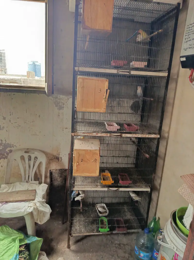 Complete birds and parrots setup for sale with accessories and cage — photo 4