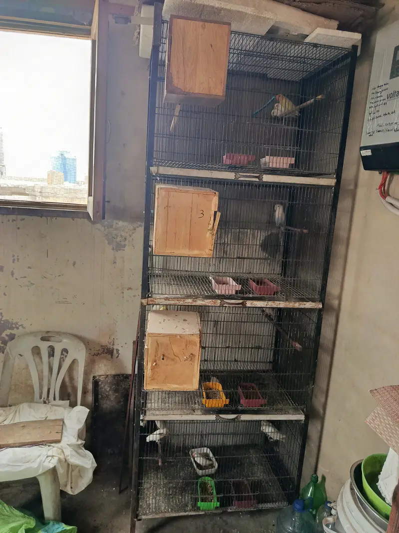 Complete birds and parrots setup for sale with accessories and cage — photo 5