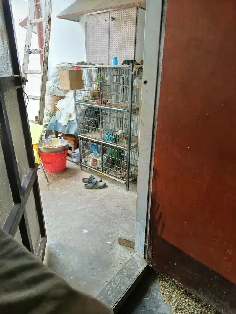 Complete birds and parrots setup for sale with accessories and cage — photo 6