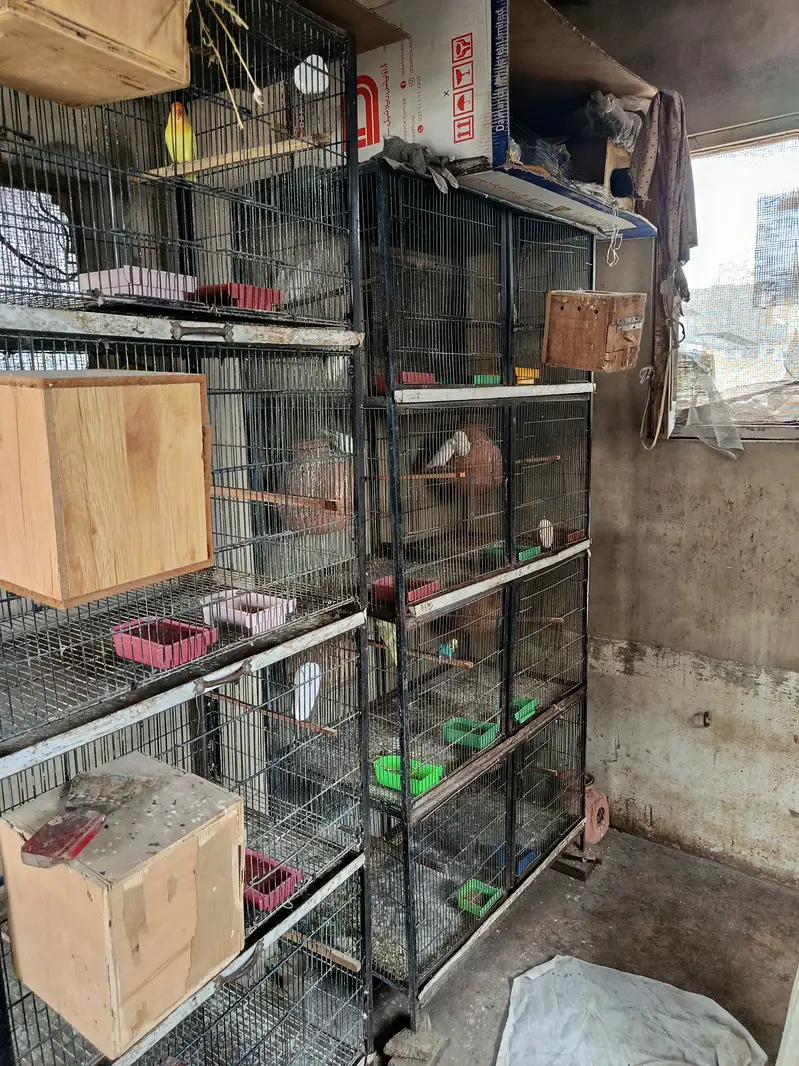 Complete birds and parrots setup for sale with accessories and cage — photo 7