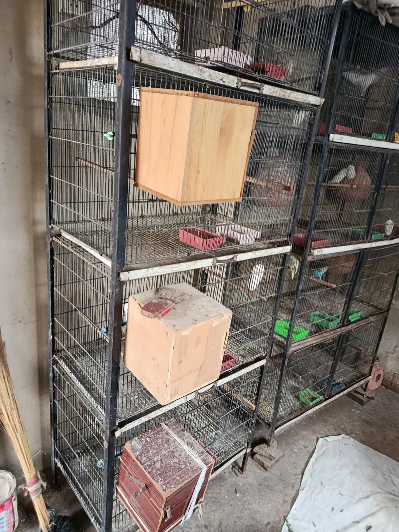 Complete birds and parrots setup for sale with accessories and cage — photo 8