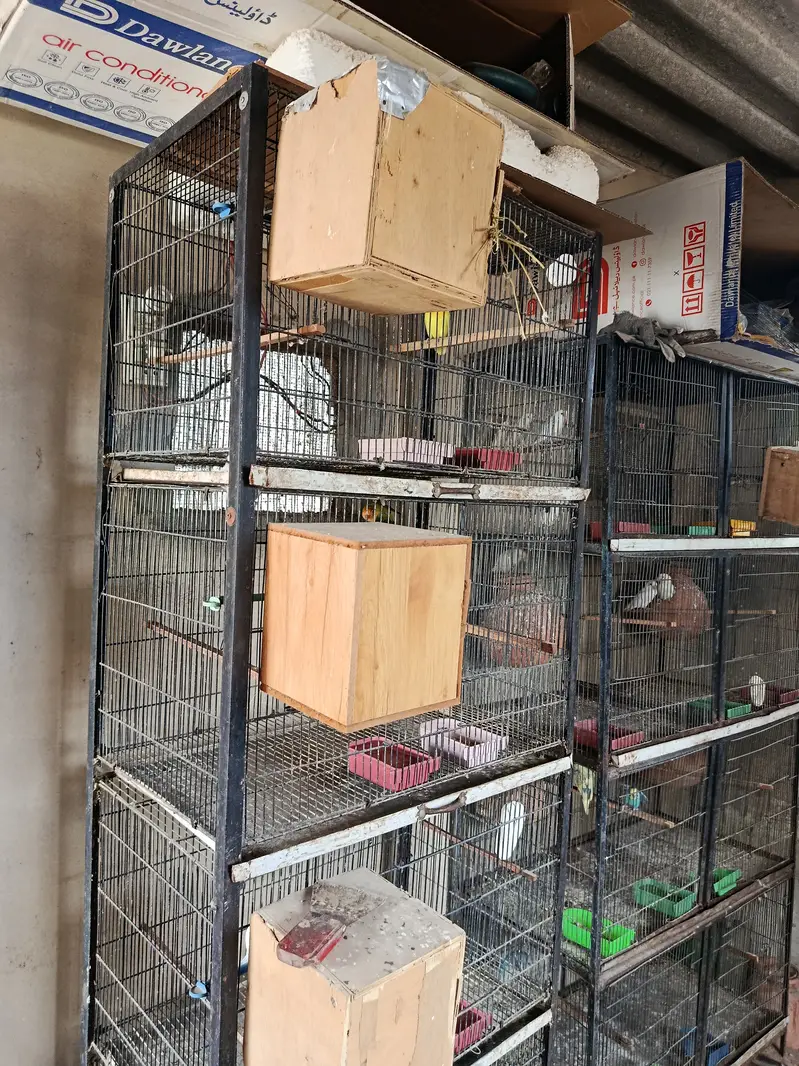 Complete birds and parrots setup for sale with accessories and cage — photo 9