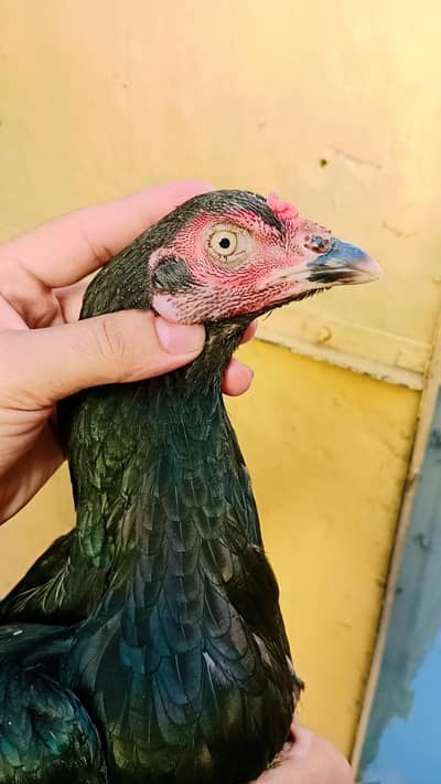 Aseel black Madi  for sale in gujrat fawara chonk