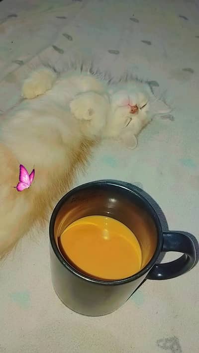 Kitten for sale