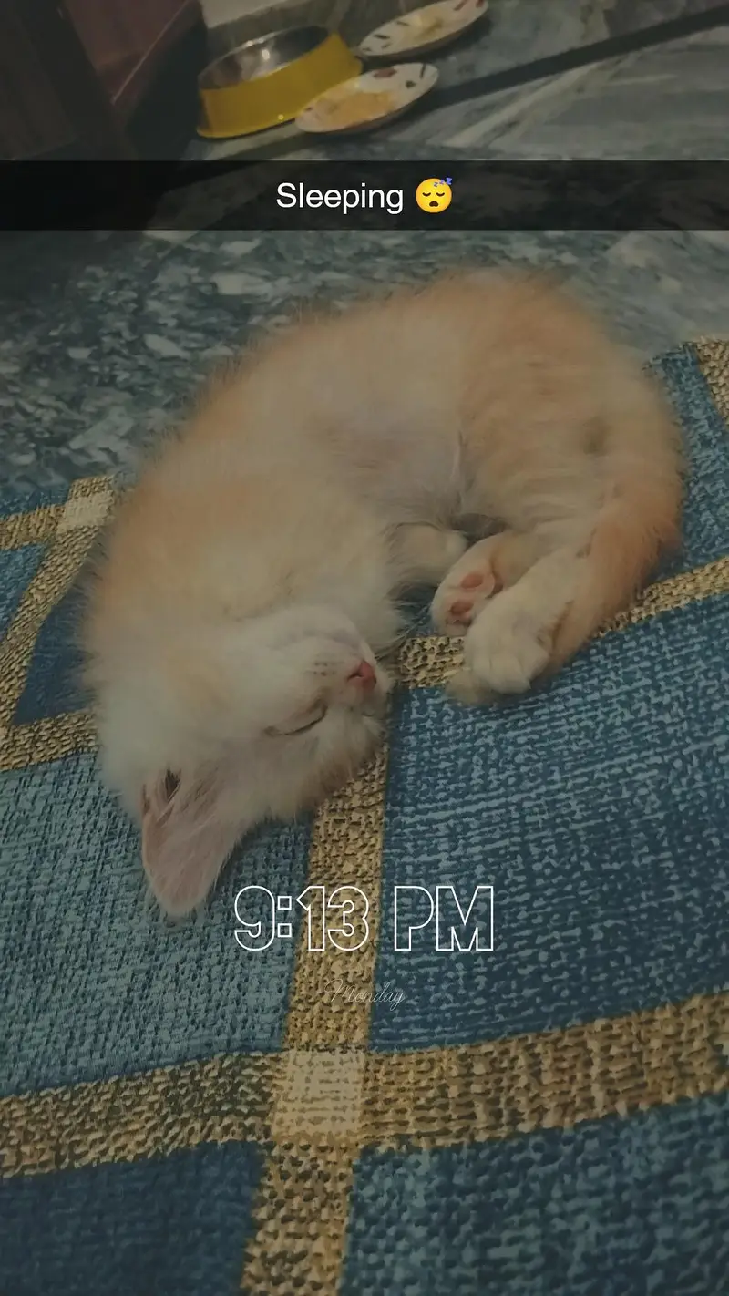 Kitten for sale — photo 2
