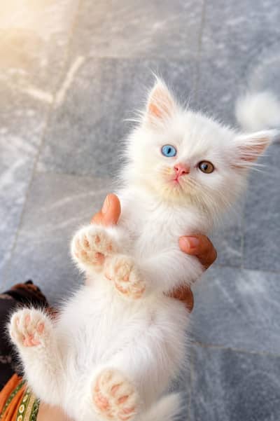 Petsian kitten