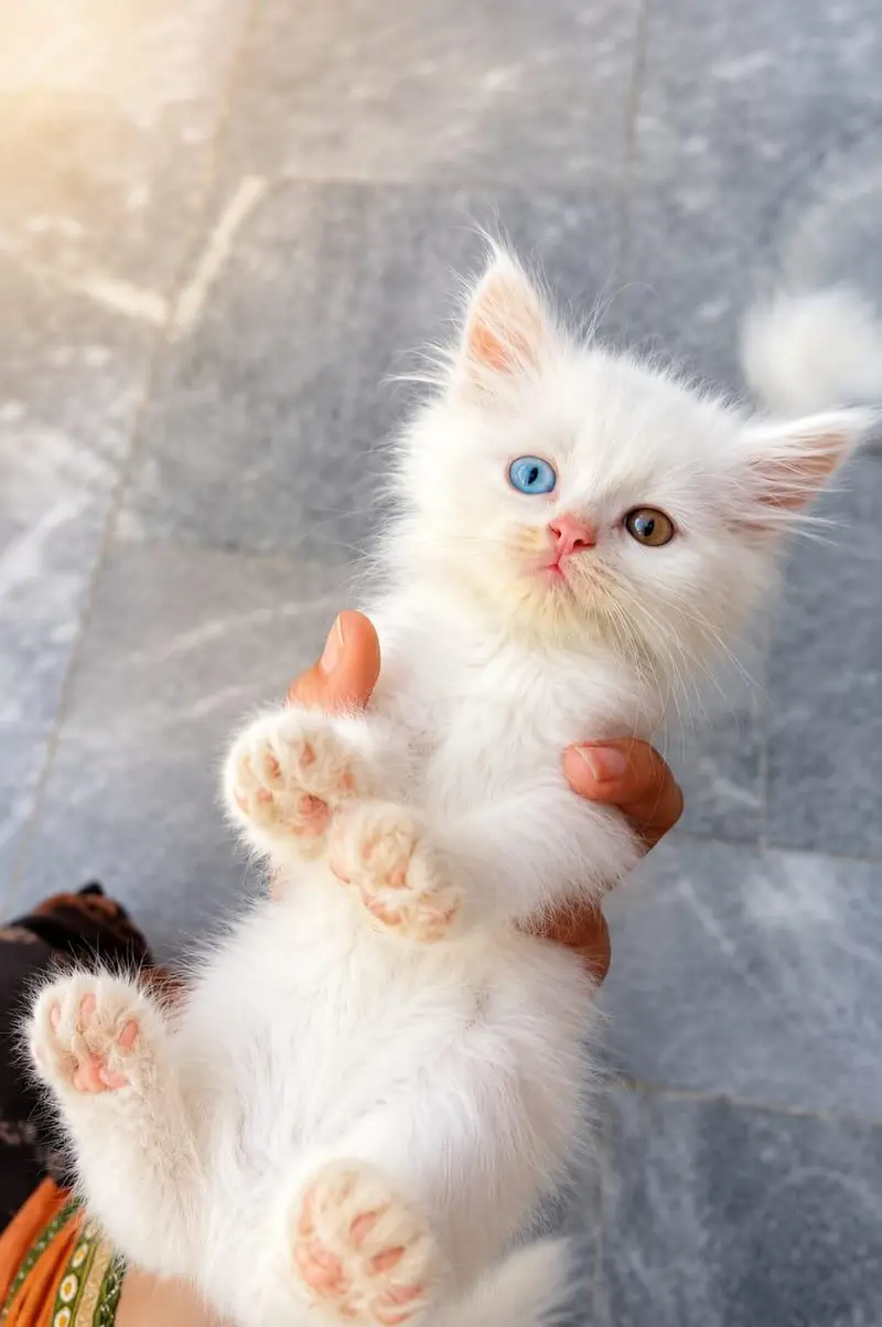 Petsian kitten