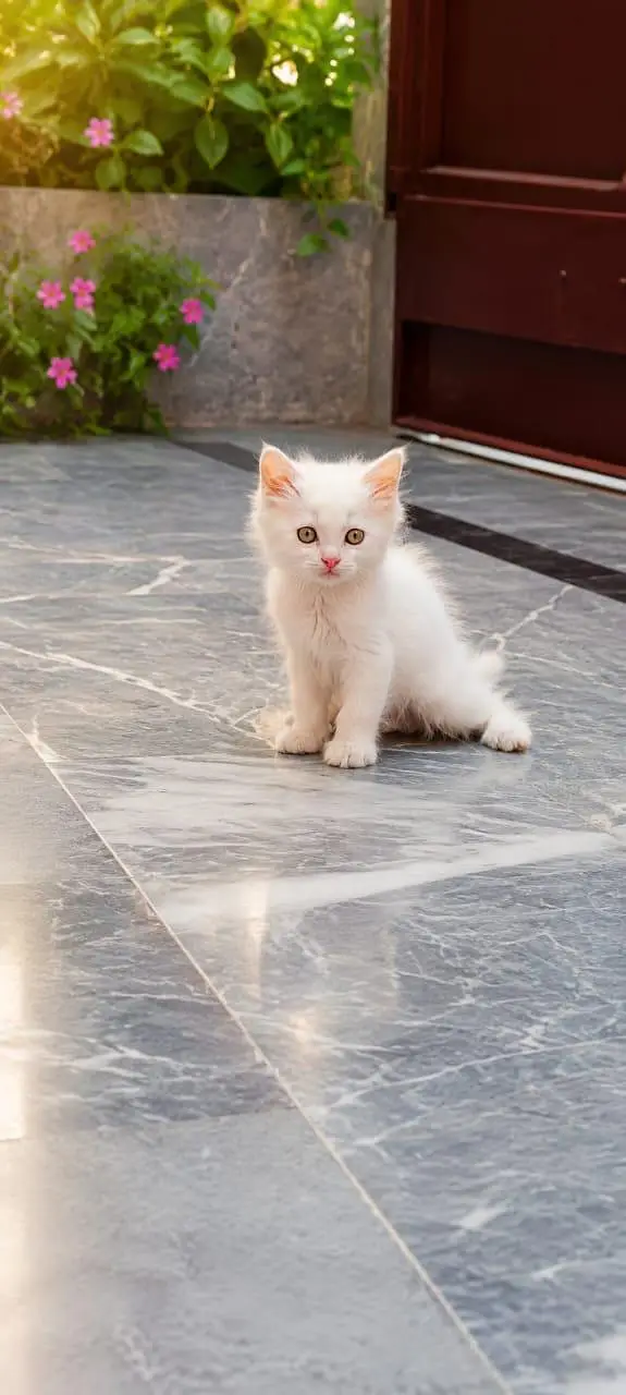 Petsian kitten — photo 2