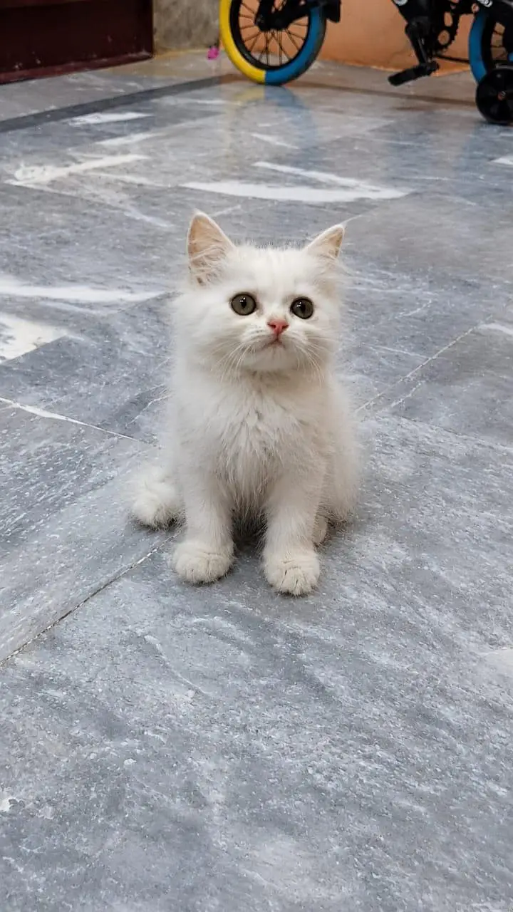 Petsian kitten — photo 3