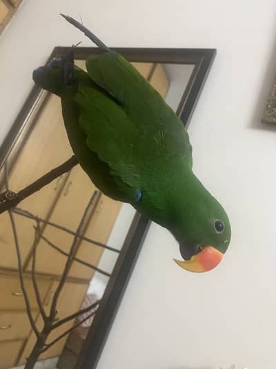 Grand Eclectus