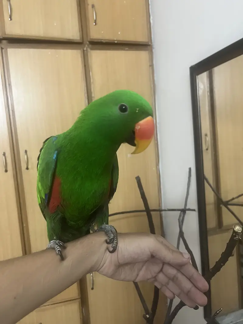 Grand Eclectus — photo 2