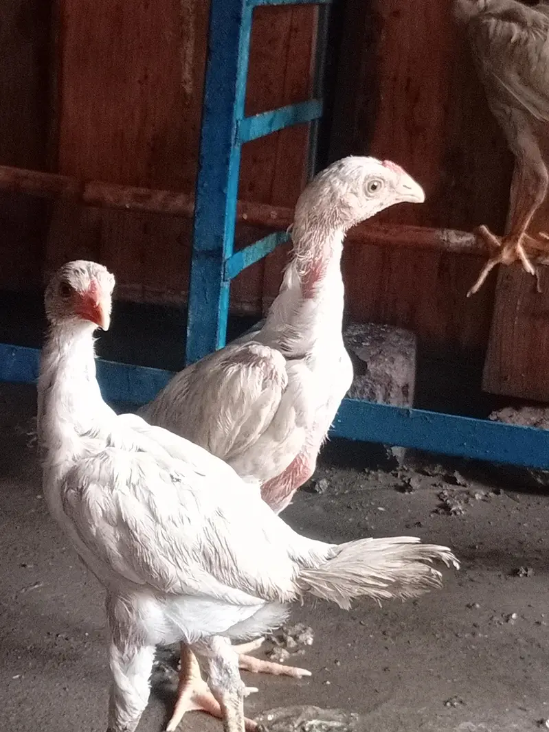 aseel Heera and aseel Mianwali phatti — photo 5