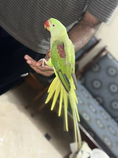 Speaking Raw female Parrot