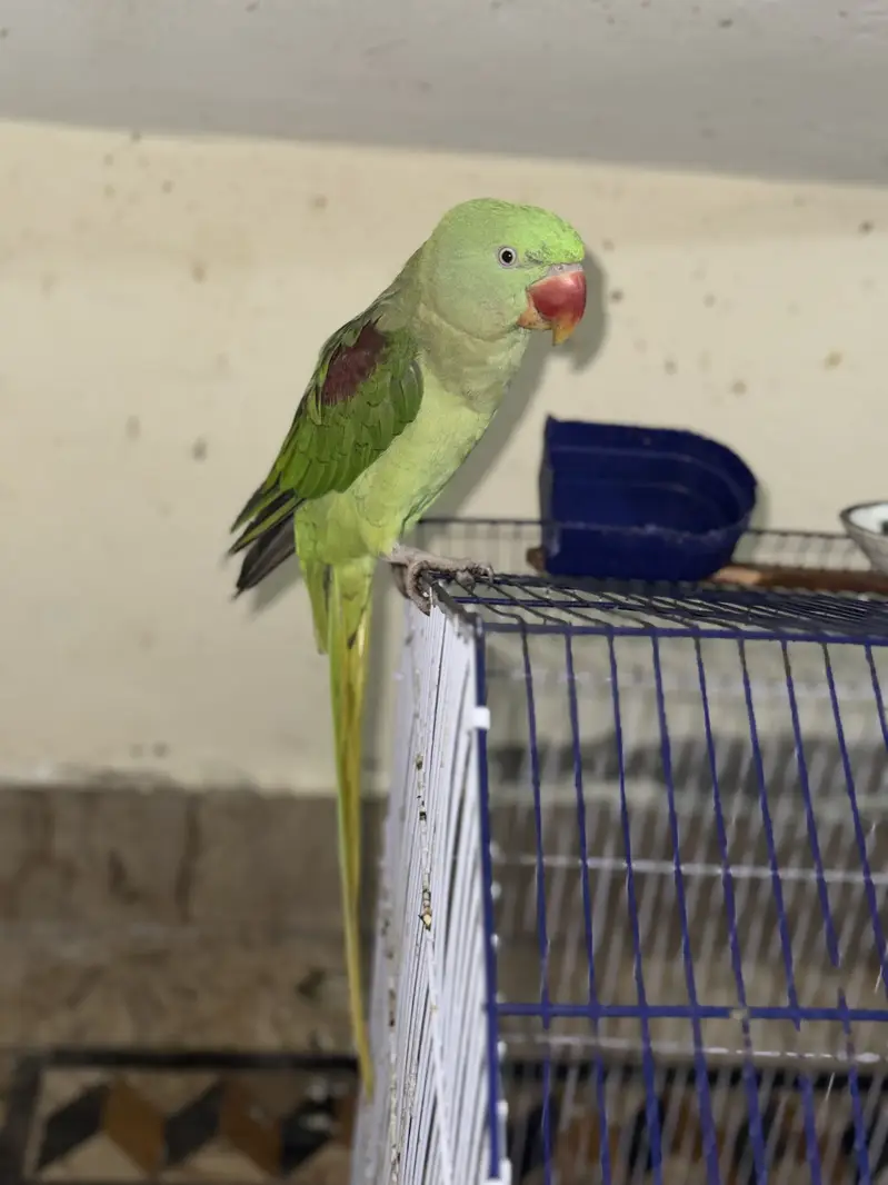 Speaking Raw female Parrot — photo 2
