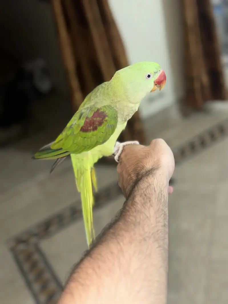 Speaking Raw female Parrot — photo 3