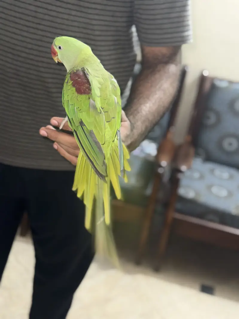 Speaking Raw female Parrot — photo 4