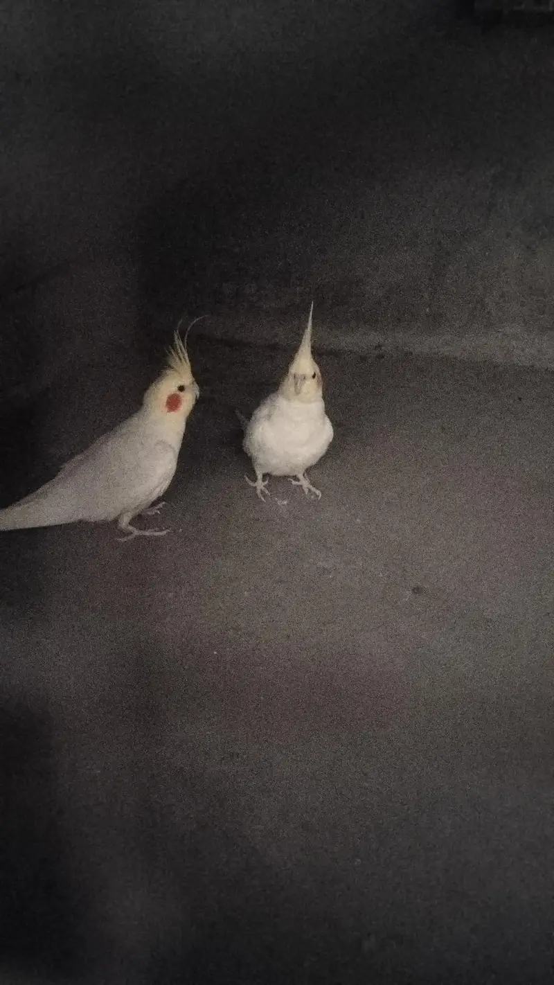 فل ایکٹیو اور ہیلتھی بریڈر 2 پیئر — photo 2